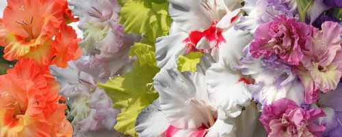 цветут гладиолусы